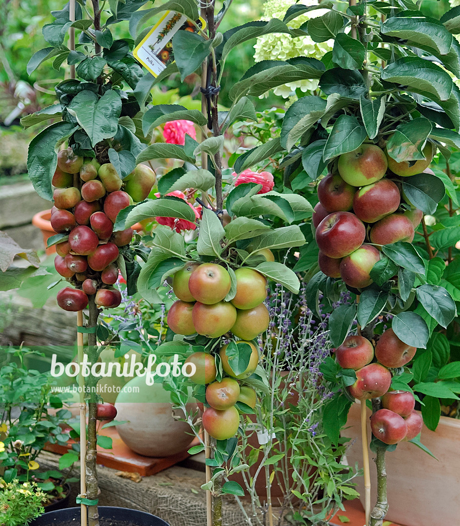 454031 - Pommier colonnaire (Malus x domestica 'Ballerina')