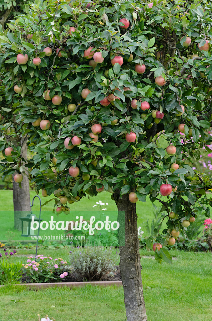 524082 - Pommier domestique (Malus x domestica)