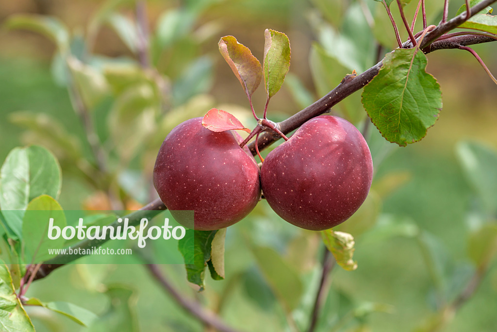 575161 - Pommier domestique (Malus x domestica 'Baya Marisa')