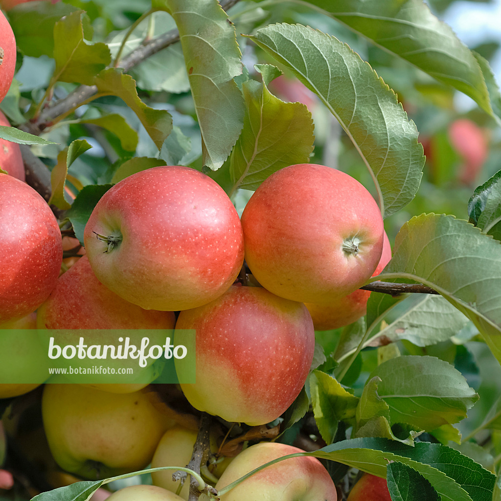 471416 - Pommier domestique (Malus x domestica 'Gala')