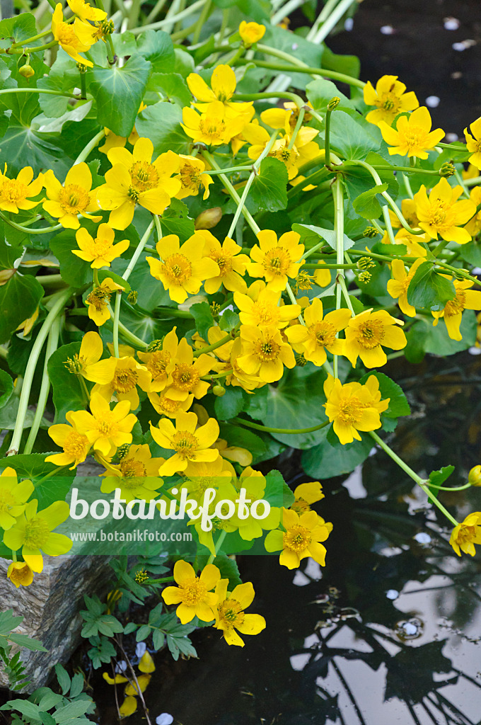 471218 - Populage des marais (Caltha palustris)