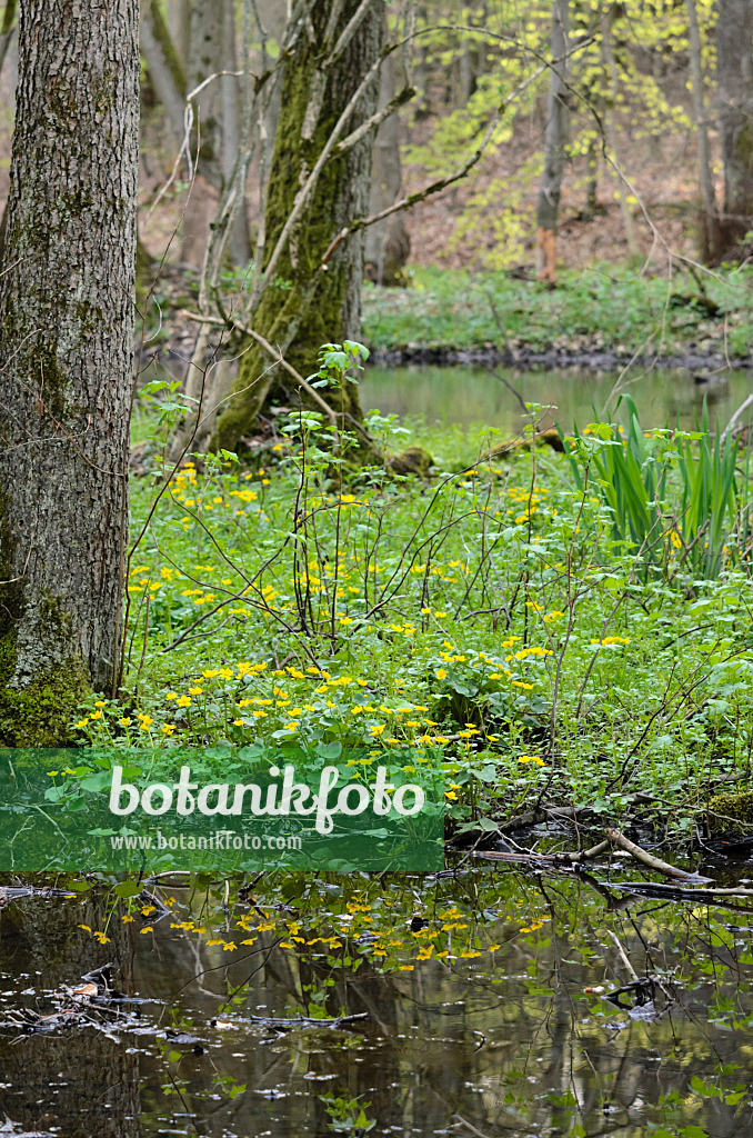 520026 - Populage des marais (Caltha palustris)