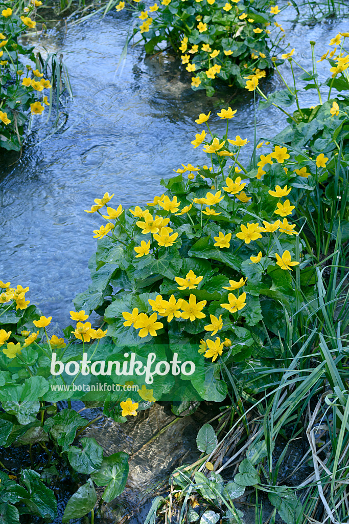 568021 - Populage des marais (Caltha palustris)