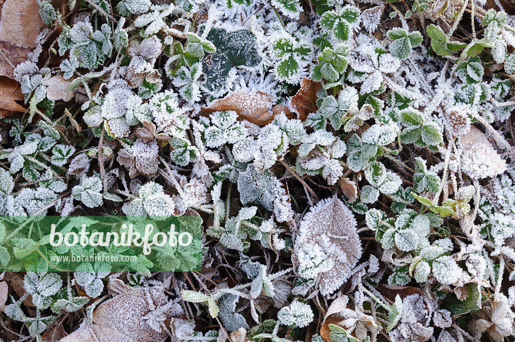 467082 - Potentille à petites fleurs (Potentilla micrantha) avec du givre