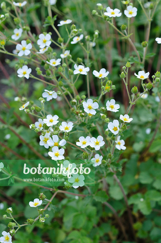 485022 - Potentille des rochers (Potentilla rupestris)