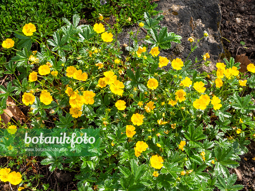 437295 - Potentille dorée (Potentilla aurea)