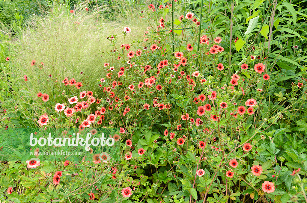 521434 - Potentille du Népal (Potentilla nepalensis 'Miss Willmott')