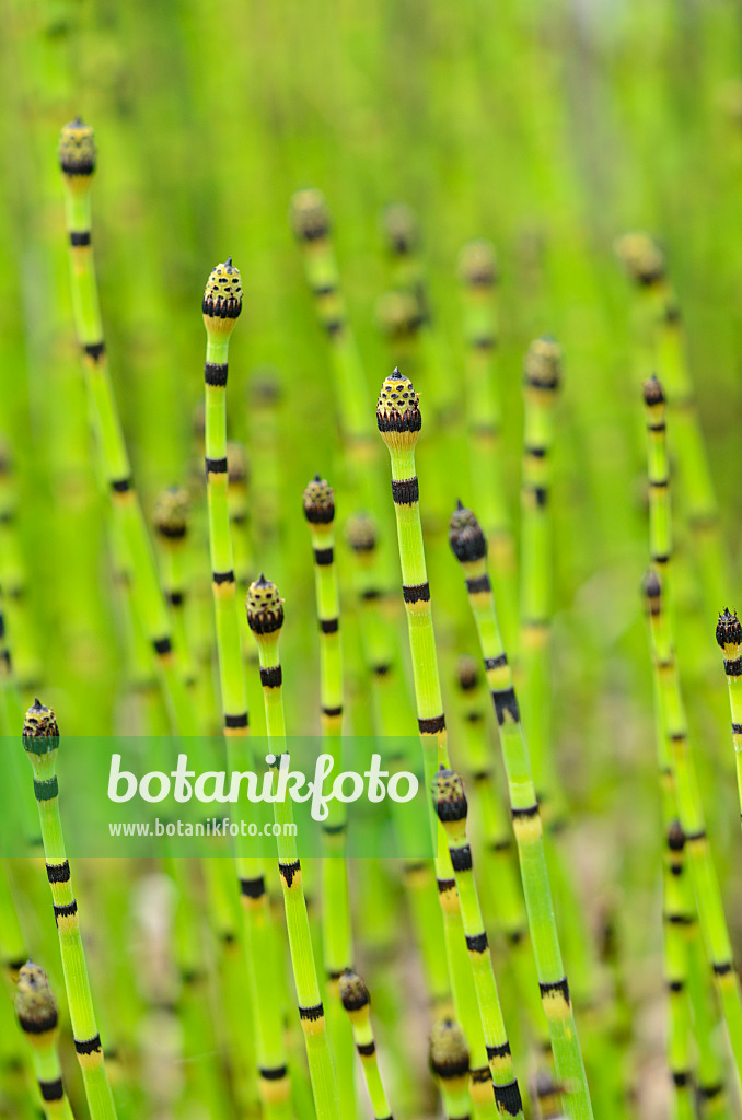 521180 - Prêle d'hiver (Equisetum hyemale)