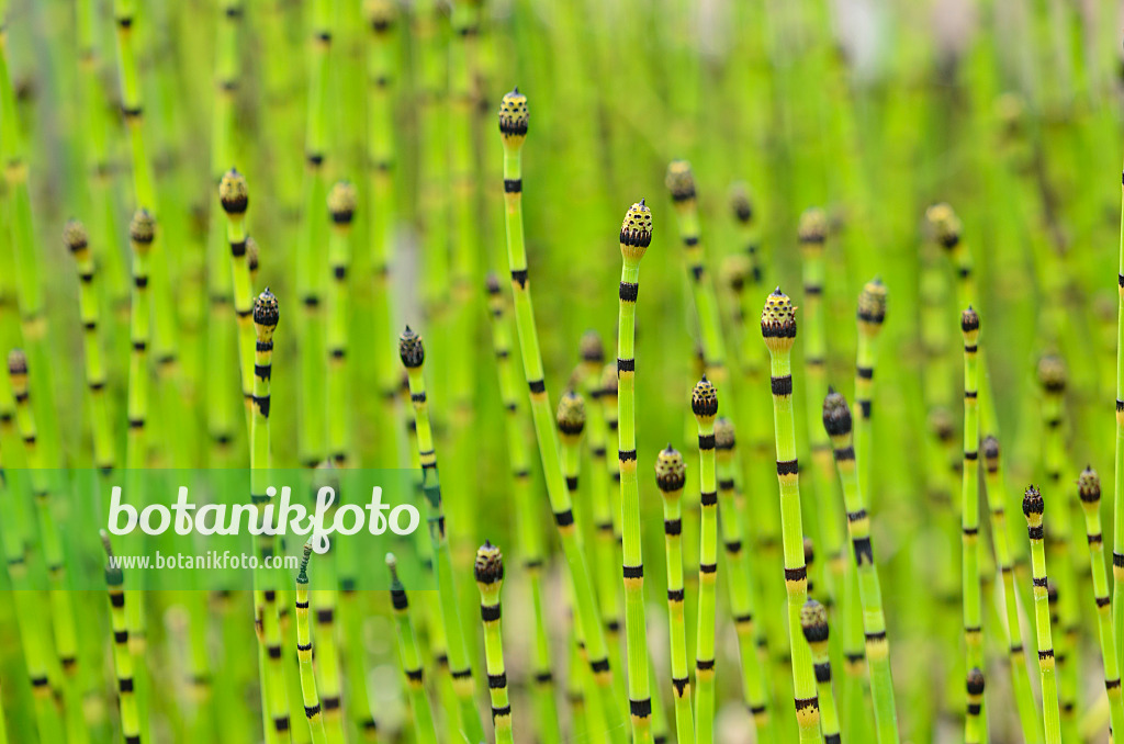 521181 - Prêle d'hiver (Equisetum hyemale)