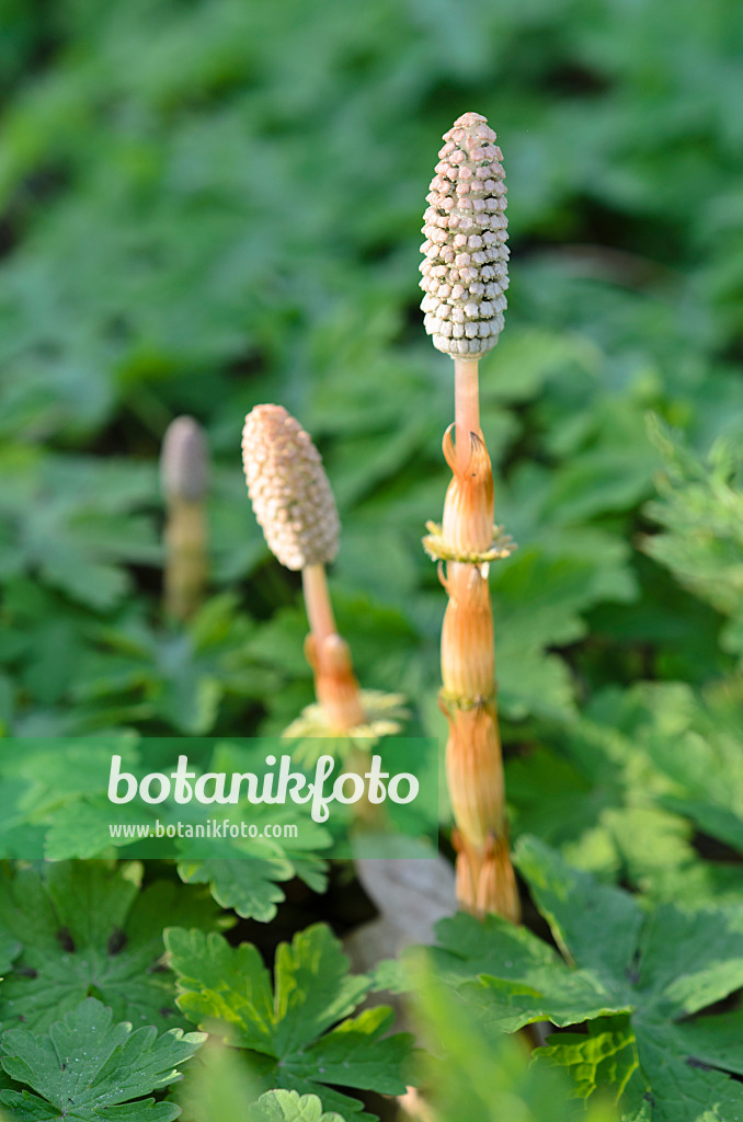 507032 - Prêle des bois (Equisetum sylvaticum)