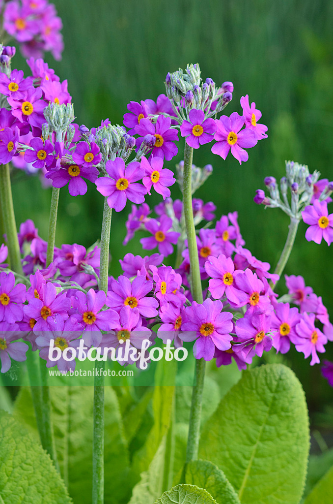 533628 - Primevère à étages (Primula beesiana)