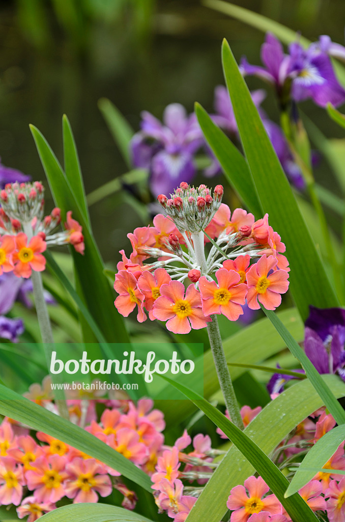 496386 - Primevère à étages (Primula x bullesiana)