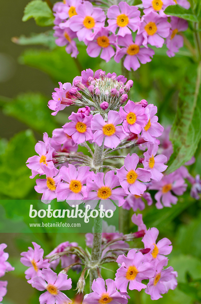 496388 - Primevère à étages (Primula x bullesiana)