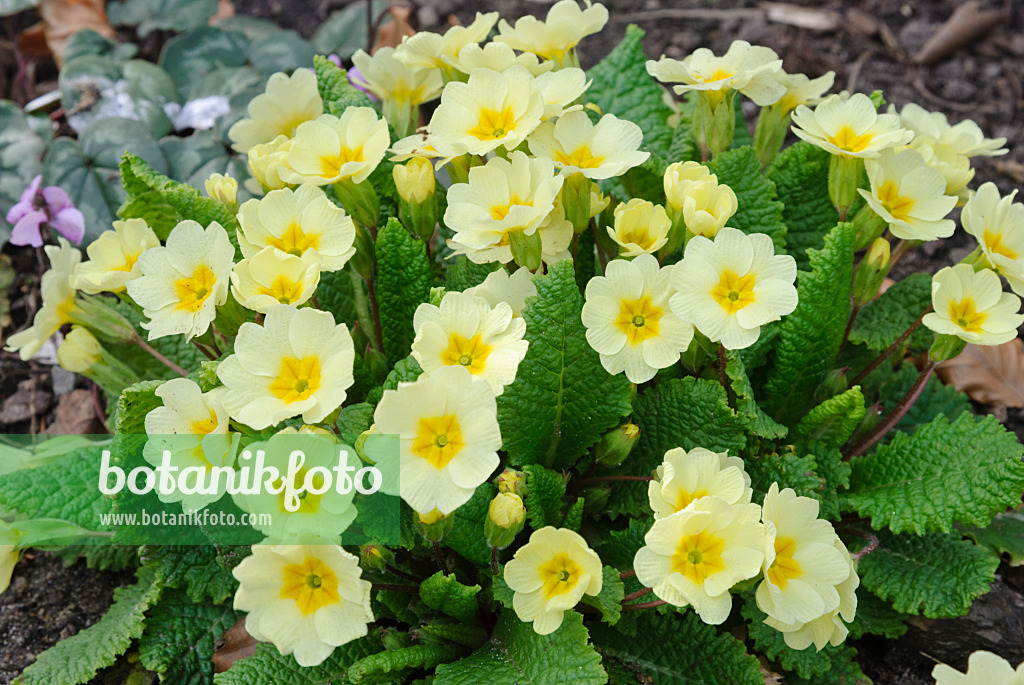 479054 - Primevère acaule (Primula vulgaris syn. Primula acaulis)