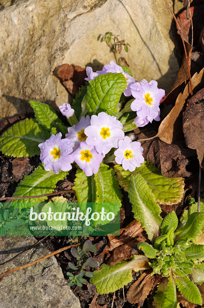 470001 - Primevère acaule (Primula vulgaris subsp. sibthorpii)