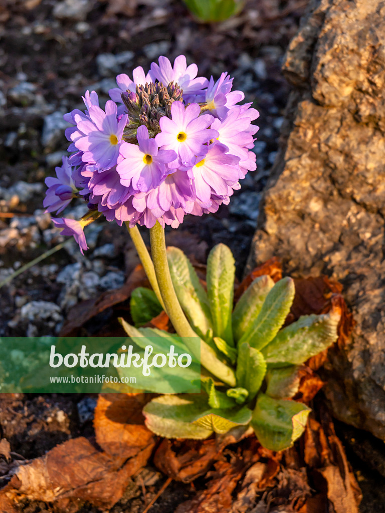 436212 - Primevère denticulée (Primula denticulata)