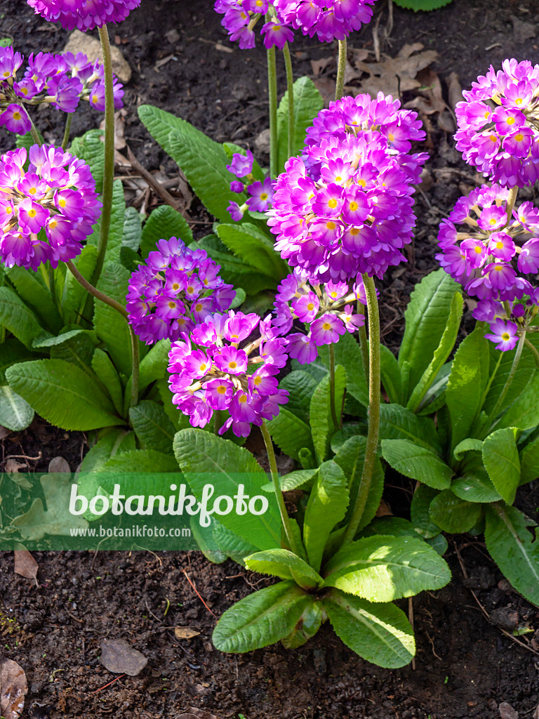 436258 - Primevère denticulée (Primula denticulata)