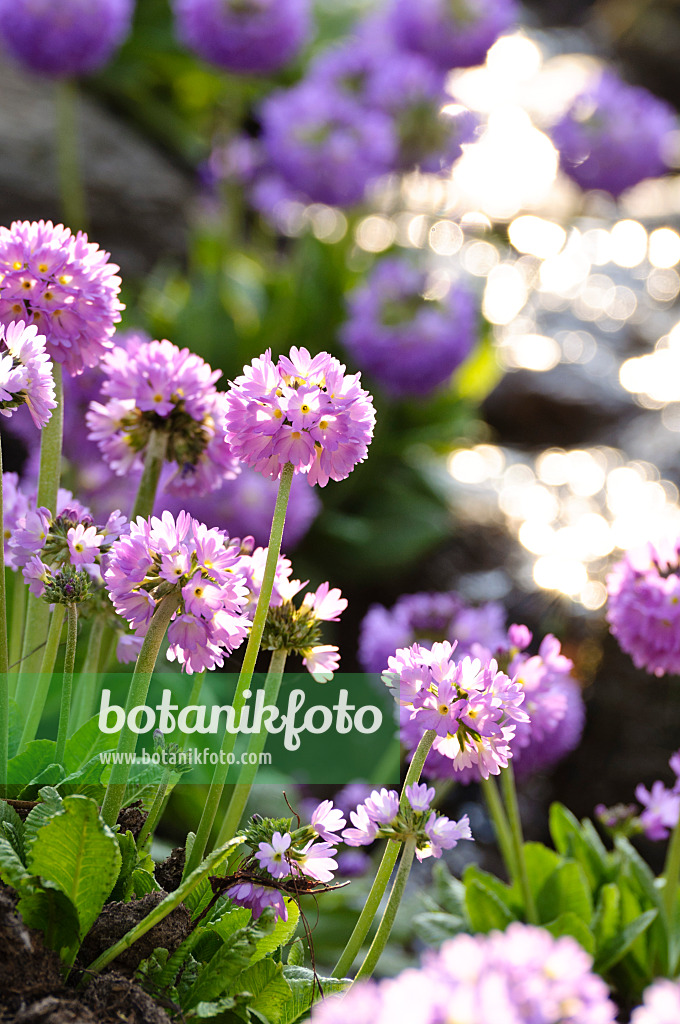 483150 - Primevère denticulée (Primula denticulata)