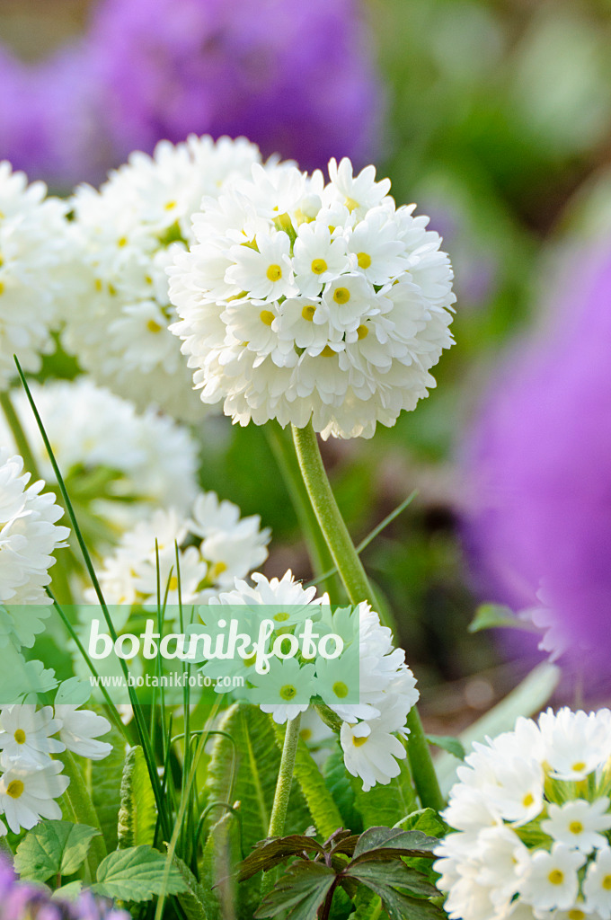 483151 - Primevère denticulée (Primula denticulata 'Alba')