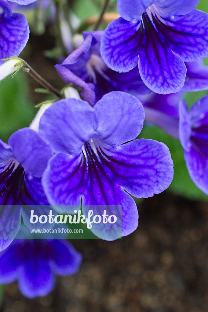 512042 - Primevère du Cap (Streptocarpus)