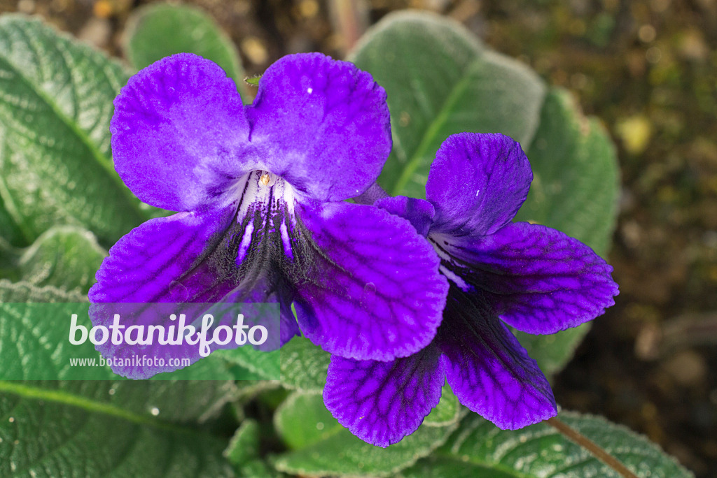 608001 - Primevère du Cap (Streptocarpus)