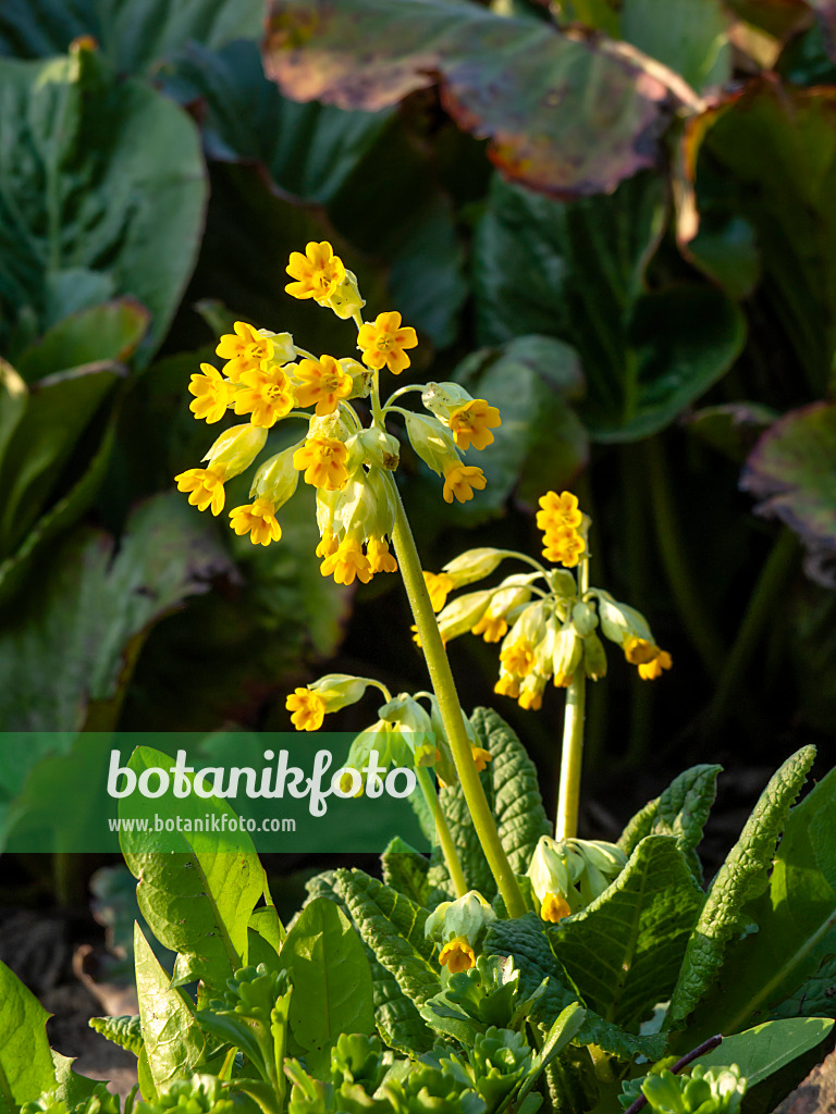 459018 - Primevère officinale (Primula veris subsp. macrocalyx)