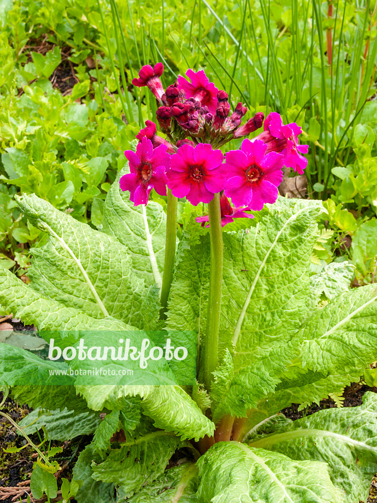 401169 - Primevère (Primula burmanica)