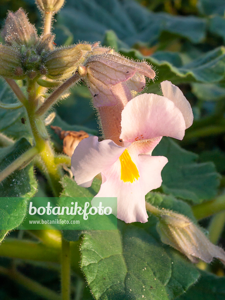 404078 - Proboscidea louisianica 404078 - Proboscidea louisianica