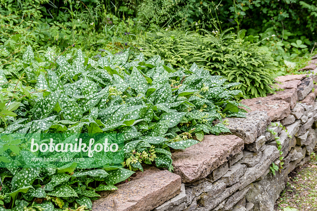 593163 - Pulmonaire d'Italie (Pulmonaria saccharata 'Ice Ballet')