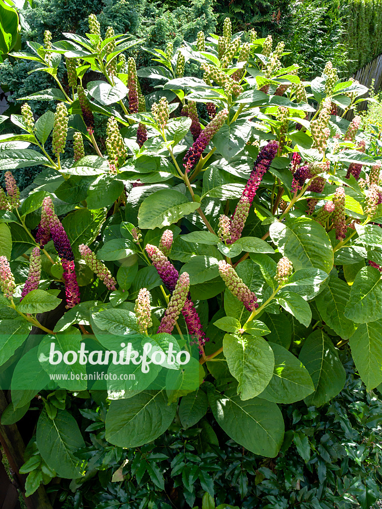 428092 - Raisin d'Amérique (Phytolacca americana)