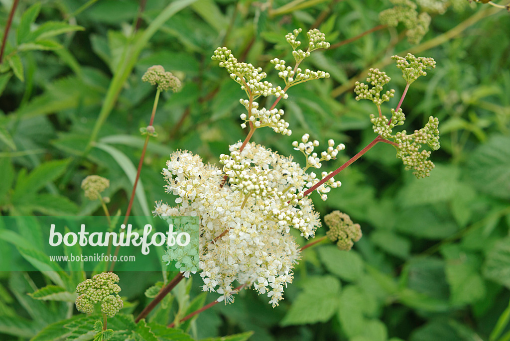 518006 - Reine des prés (Filipendula ulmaria)