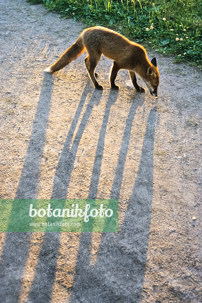 380046 - Renard roux (Vulpes vulpes) sur un chemin sablonneux, projetant de longues ombres devant le soleil du soir