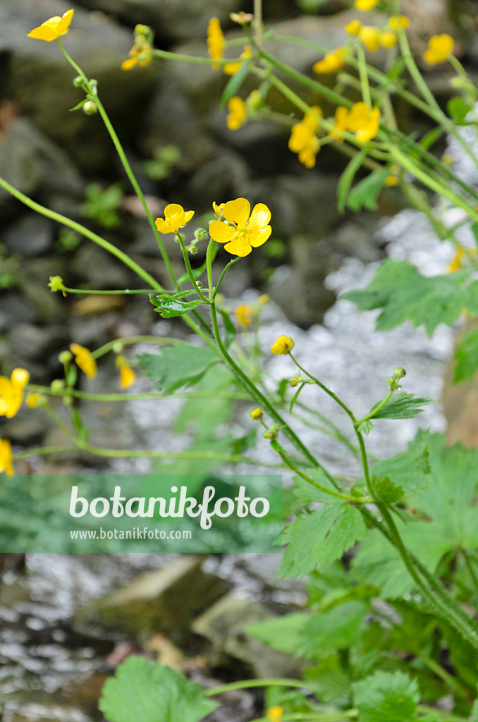 508071 - Renoncule laineuse (Ranunculus lanuginosus)