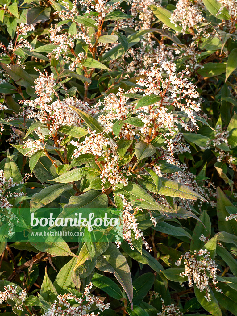 453015 - Renouée de l'Himalaya (Aconogonon lichiangense syn. Polygonum lichiangense)