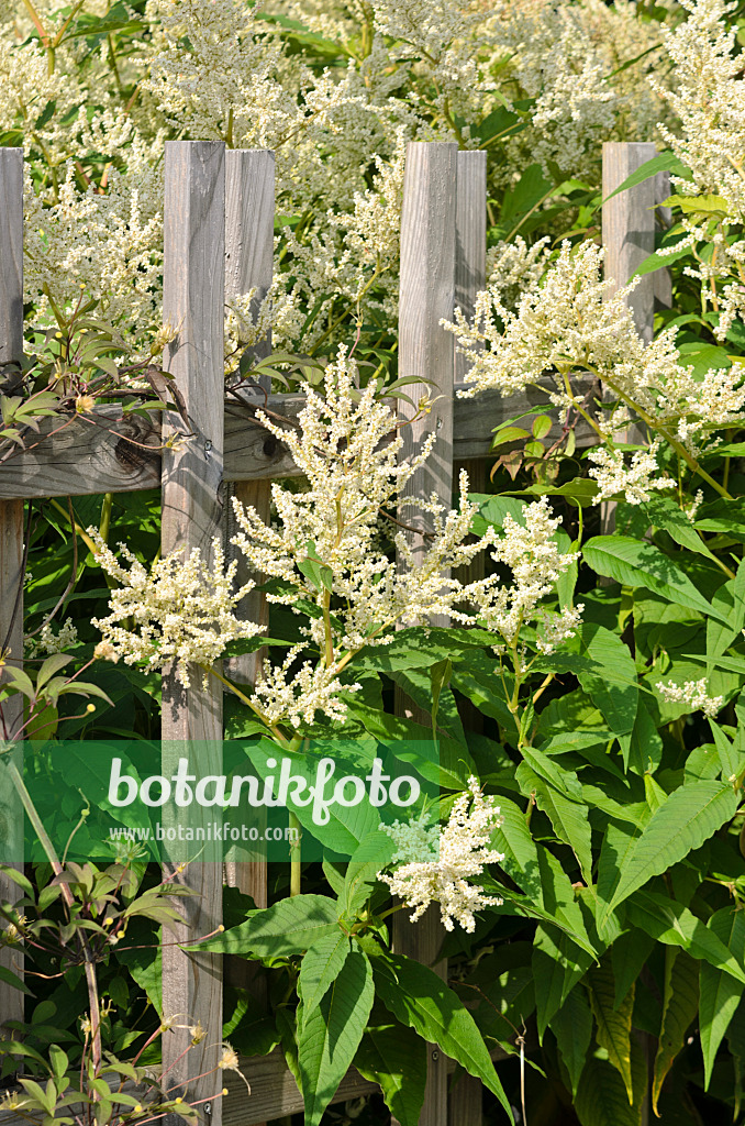 522018 - Renouée des Alpes (Aconogonon alpinum 'Johanniswolke' syn. Polygonum alpinum 'Johanniswolke')