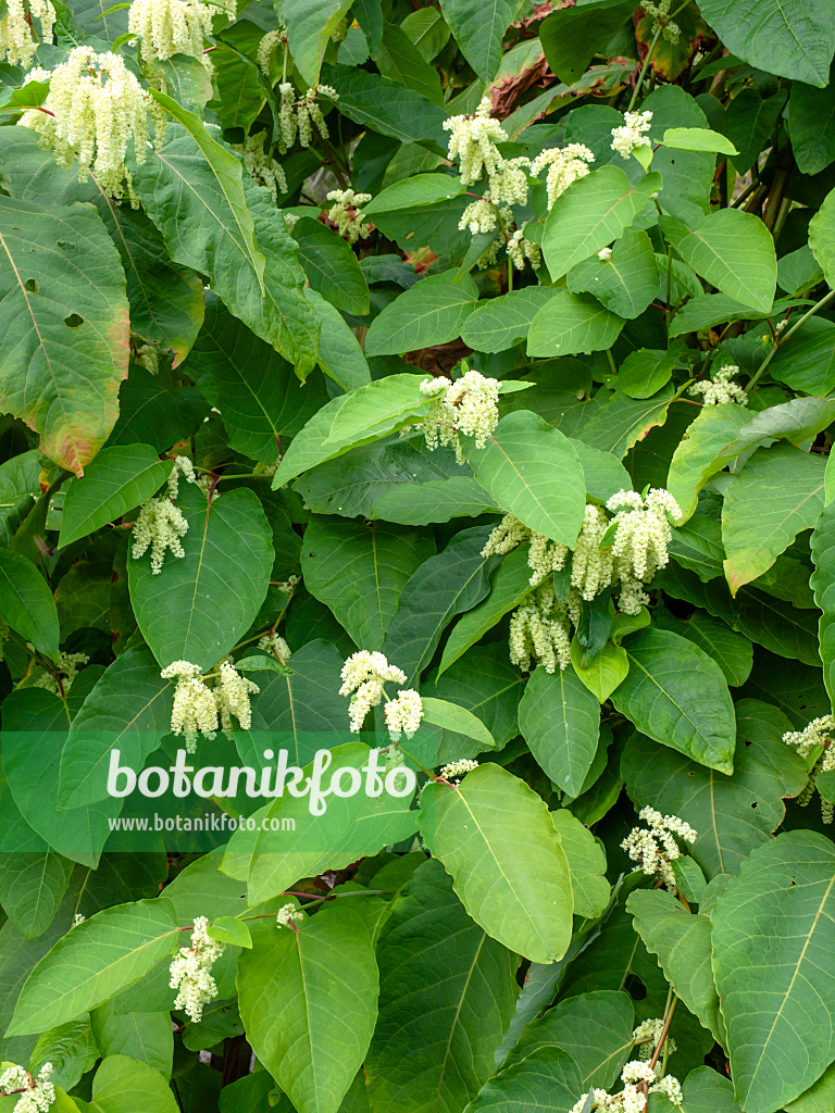 464074 - Renouée des Sakhalines (Fallopia sachalinensis syn. Reynoutria sachalinensis)