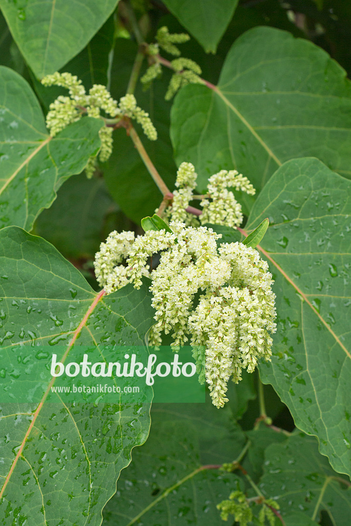 561056 - Renouée des Sakhalines (Fallopia sachalinensis syn. Reynoutria sachalinensis)