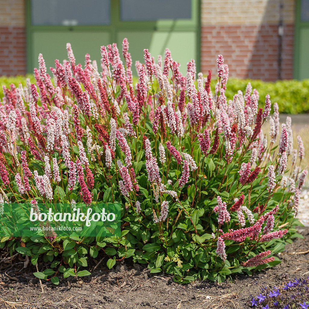 575177 - Renouée en tapis (Bistorta affinis 'Superba' syn. Polygonum affine 'Superba')