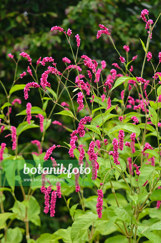 572038 - Renouée orientale (Persicaria orientalis syn. Polygonum orientale)