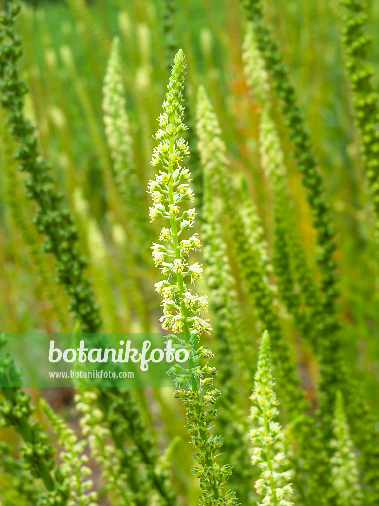 427007 - Réséda des teinturiers (Reseda luteola)