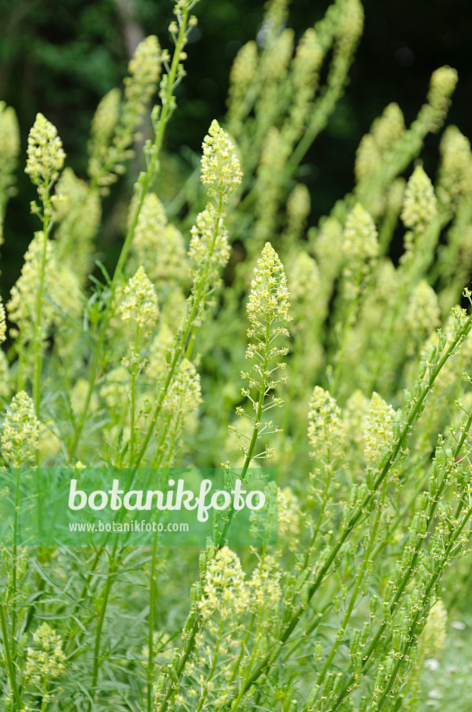 485073 - Réséda jaune (Reseda lutea)