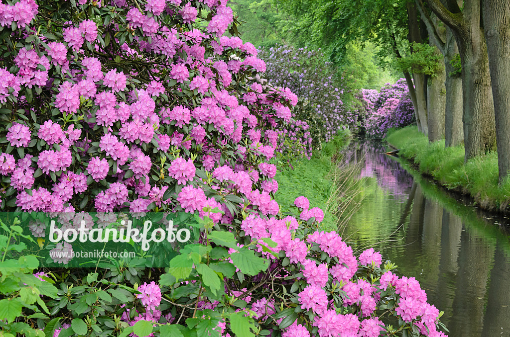 520431 - Rhododendron de Catawba (Rhododendron catawbiense) à un fossé