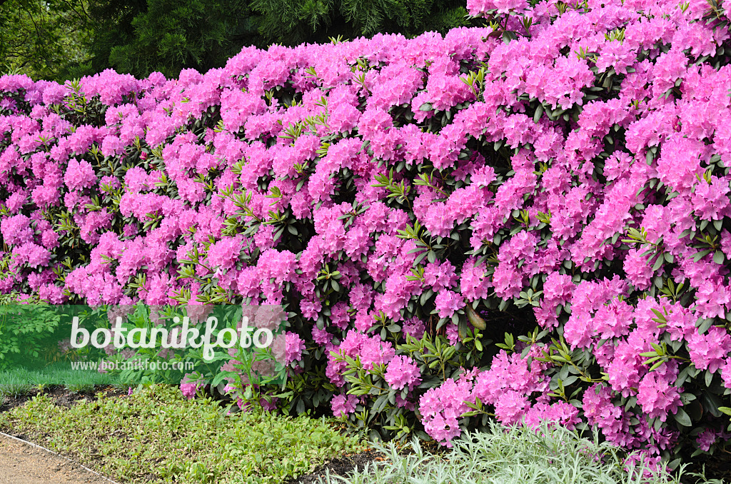 520433 - Rhododendron de Catawba (Rhododendron catawbiense)