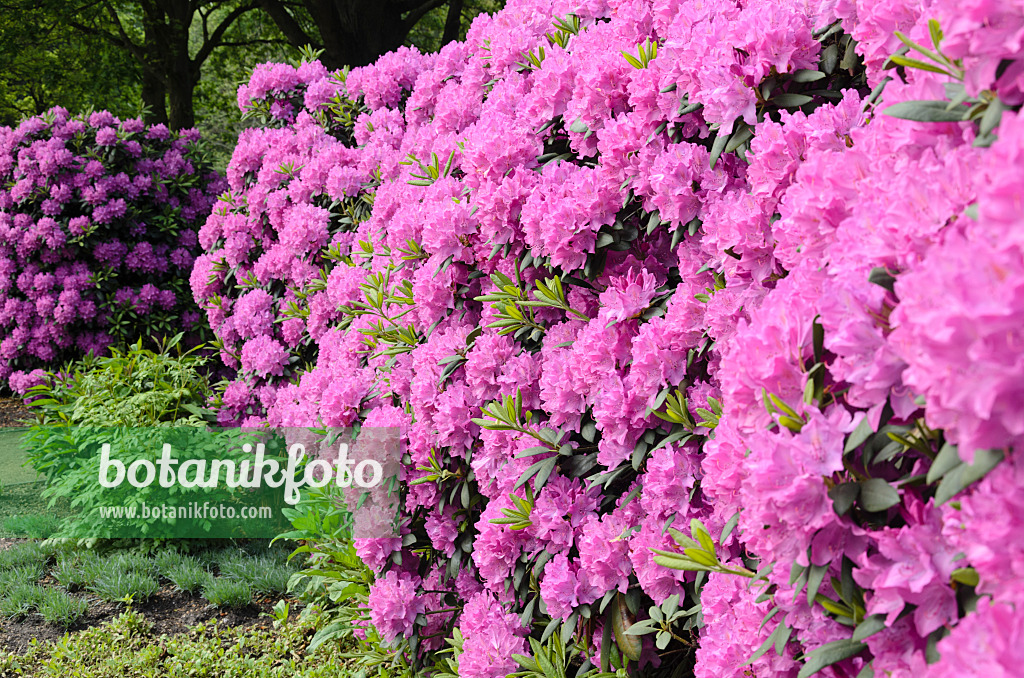 520434 - Rhododendron de Catawba (Rhododendron catawbiense)