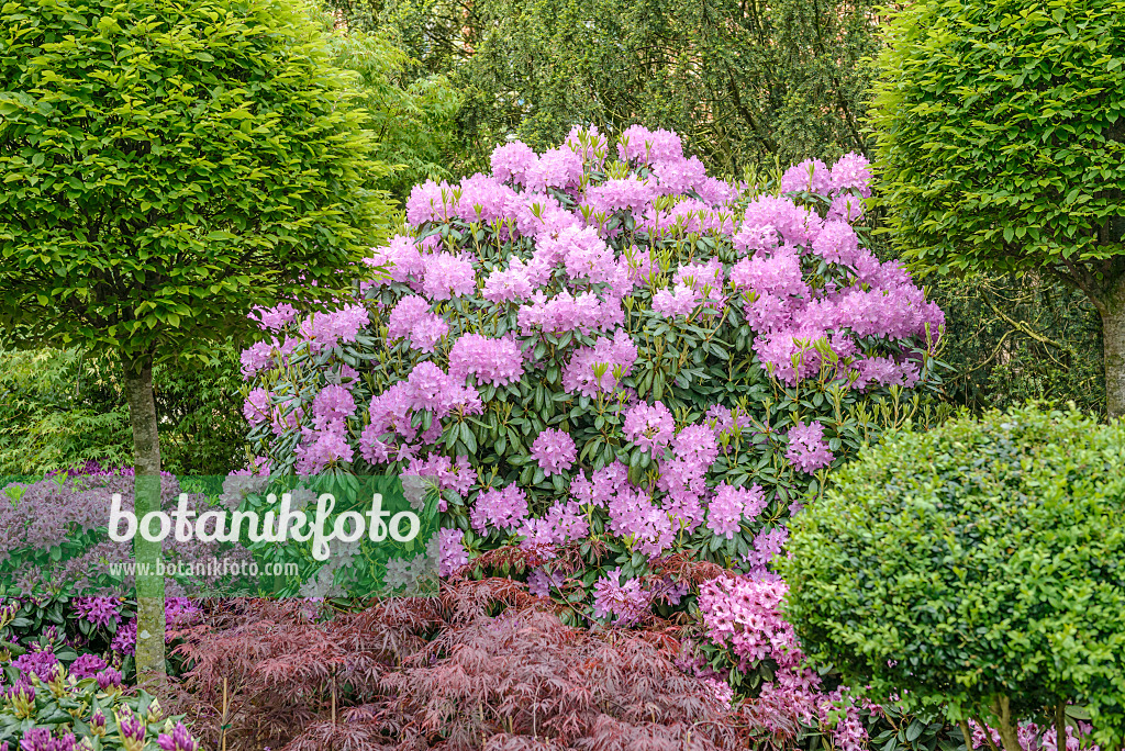 558227 - Rhododendron de Catawba (Rhododendron catawbiense 'Roseum Elegans')