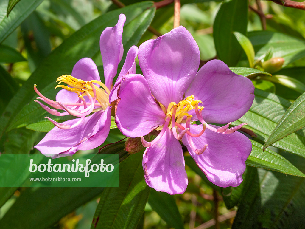 411171 - Rhododendron de Singapour (Melastoma malabathricum)