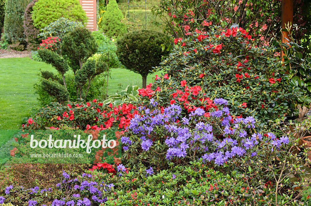 520167 - Rhododendron en coussinet (Rhododendron impeditum) avec des plantes sculptées