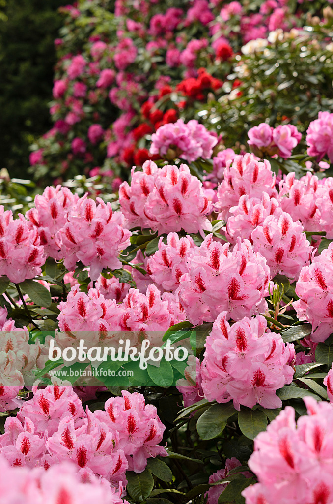 520396 - Rhododendron hybride à grandes fleurs (Rhododendron Furnivall's Daughter)