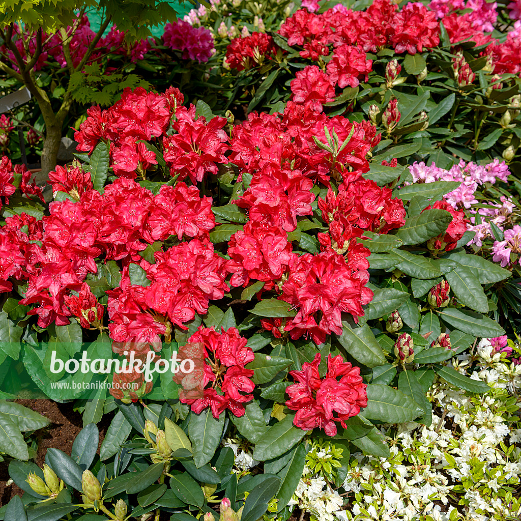 575308 - Rhododendron hybride à grandes fleurs (Rhododendron Hachmanns Feuerschein)