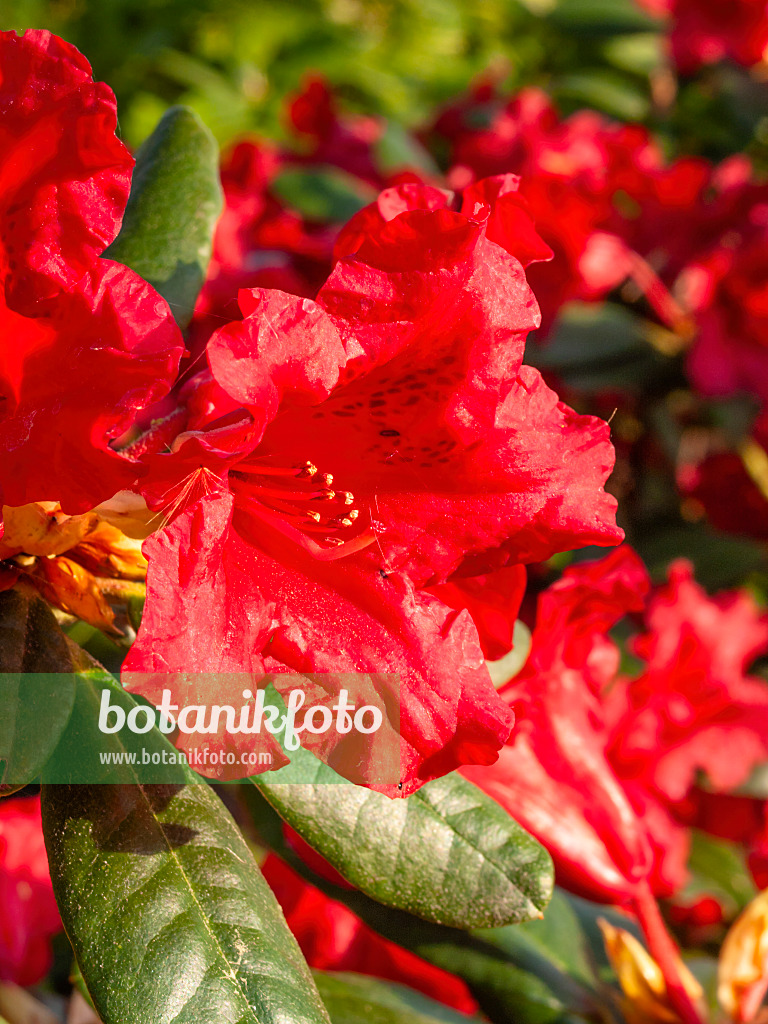 412065 - Rhododendron nain (Rhododendron repens 'Elisabeth Hobbie')